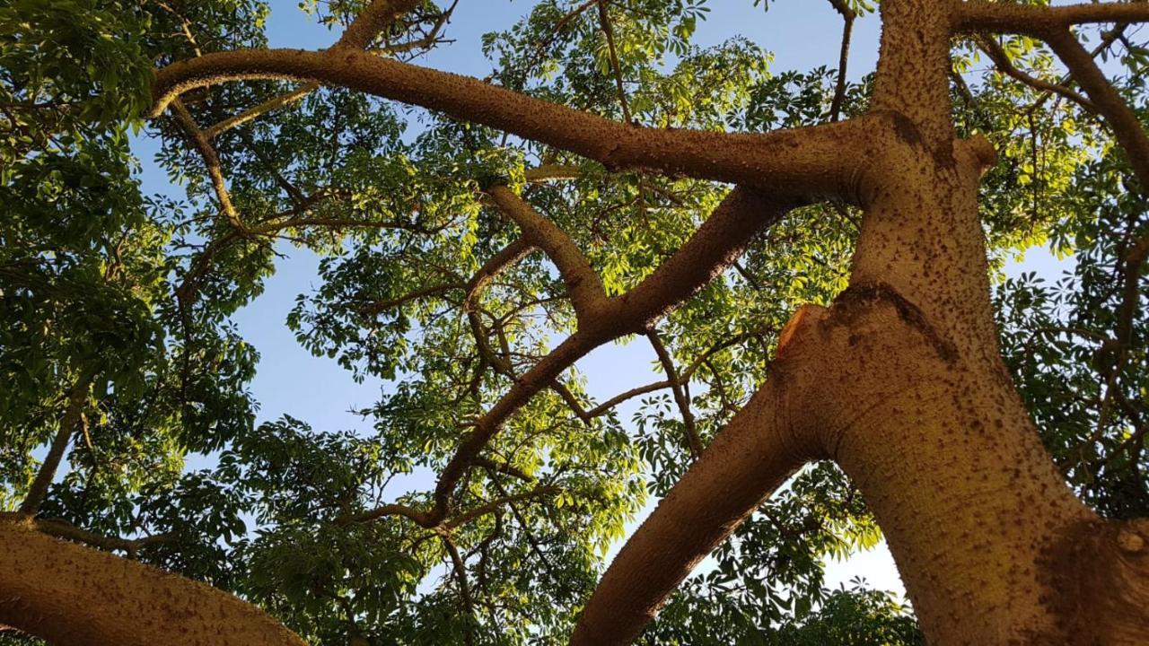 לינה וארוחת בוקר קאפאצ'יו-פאסטום La Ceiba Speciosa מראה חיצוני תמונה